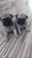 Ready Now Gorgeous Pedigree Pug Puppies For Sale