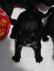 Kc Registered Pug Puppies Black Ready Now