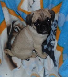 Pug Puppies for a good and caring home .