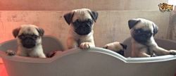 dorable Pug Puppies 26 Champions!ready Now!