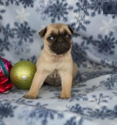 Adorble female Pug Puppy