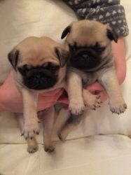 BEAUTIFUL KC PUG PUPPIES FOR SALE