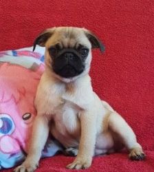 TOP QUALITY KY REG PUG PUPPIES - *READY NOW
