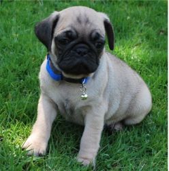 Excellent Pug Puppies Available