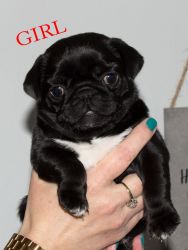Lovely Pug Puppies for Sale