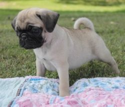 Beautiful Fawn Pug puppies ready For Sale