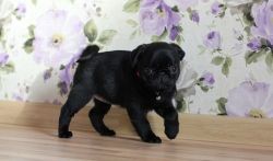 Healthy Black Pug Puppies For Sale