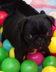 Ready Now - Kc Registered Stunning Pug Puppies