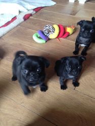 3 White &1 Fawn Pure Pedigree Pugs **ready Now*