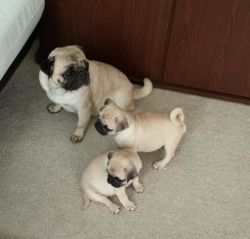 Cute Pug Puppies for Re-Homing