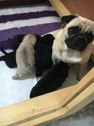 Health Tested PDE clear Pug Puppies