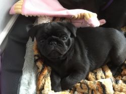Pug Puppies Ready Now!!