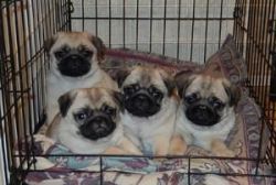 Gorgeous Male And Female Pug Puppies for sale-