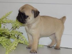 Top Class Smooth Pug Puppies Available
