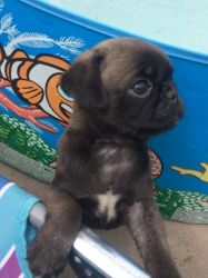 2 Female Pug Puppies For Sale