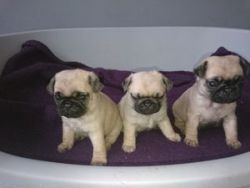 Excellent Black and Fawn Pug Puppies for Sale