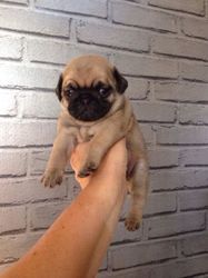 Propitious Fawn and Black Pug Puppies for Sale