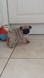 Beautiful and Cute Pug Puppies for Sale