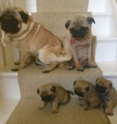 Kc Reg male and female Pug Puppies available