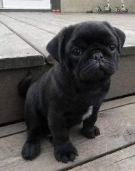 Registered Pug Puppies - Ready Now