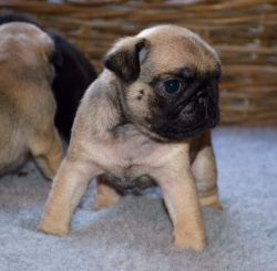 cute pug puppies searching for a new home