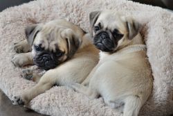 Beautiful Chunky Pug Puppies