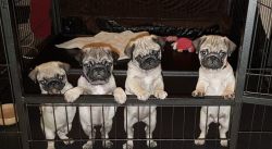 Boys And Girls Available pug