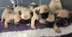 Male Kc Pug Puppies (at) Poss (bb)