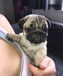 Gorgeous Pug Girl For Sale