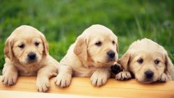 Champion Pedigree PUG Pups Avail for sale ~ KOLKATA DOG HOUSE