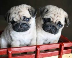 twin pups pugs TEXT , xxxxxxxxxx