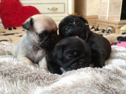 Pug Puppies For Sale In