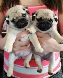 Kc Registered Pug Puppies Fawn And Black