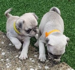lovely Pug puppies now ready for new lovely home
