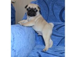 Pug! Adorable Puppies! Forsale