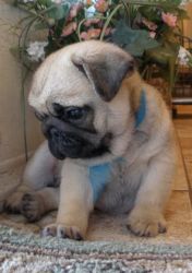Male and Female Pug Pupies for sale