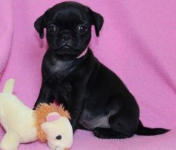 Sweet Black Pug Puppies For Sale