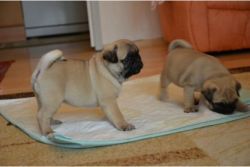 Playful fawn Pug Puppies AKC Registered