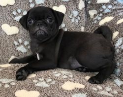 Lovely Fawn and Black Pug puppies For Sale