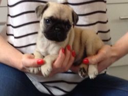 Adorable Fawn Pug Puppies Avaialable