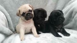 Good Looking Pug puppies ready now for sale into a good and reliable h