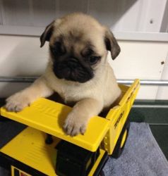 Lovely pug puppy for sale