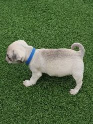 Ready To Leave!kc Reg!pug Puppys!champion Lines