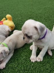 Pug Puppies Kc Registered *ready Now* Reduced
