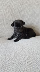 99% Pug Puppies Ready Now