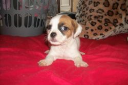 Jug Puppies Girls For Sale