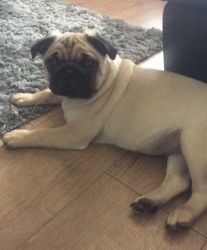 Adorable Pug Puppies 26champions Only 2 Males Left