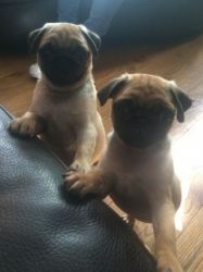 3/4 Pugs For Sale