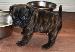 3 Stunning Kc Pug Puppies Ready To Go Now