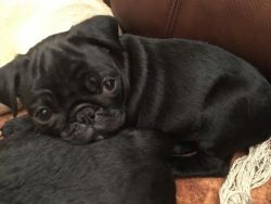 Pug Puppy Want Loving Home